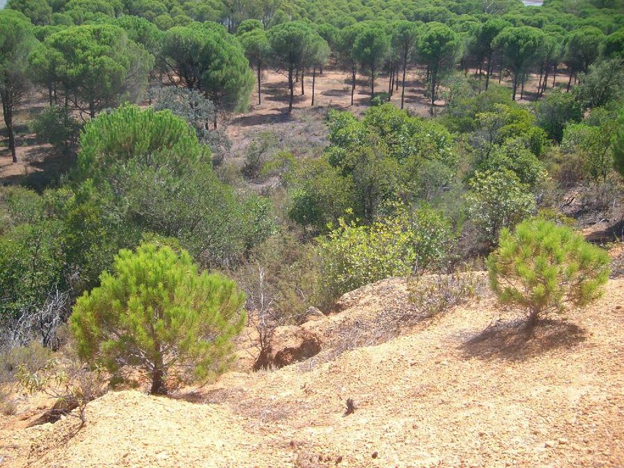 Pine and cork oak forest covering the estate
